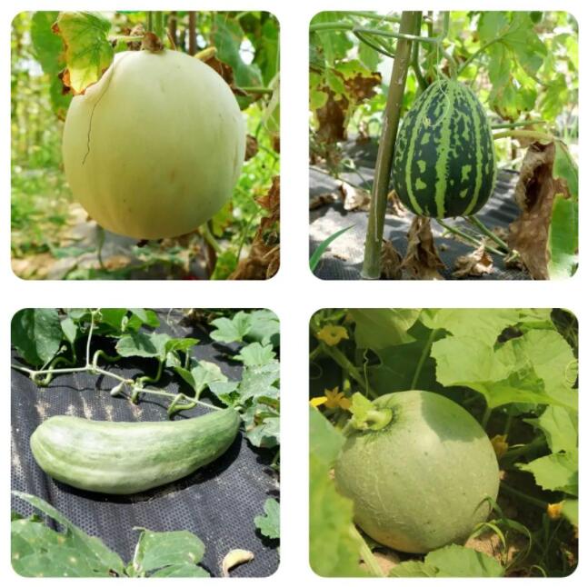 夏日瓜果奇遇记——甜瓜 溧阳的各种甜瓜