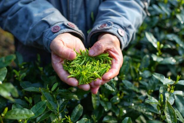 茶游太湖源,好生自在 东坑茶农手捧茶叶