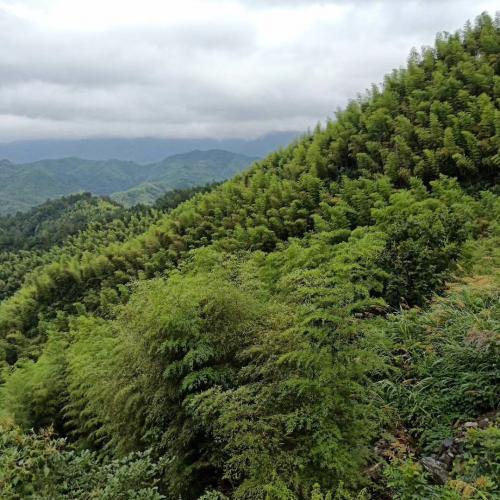 路遥知马力,水滴可穿石 安吉水滴穿石山庄附近山景