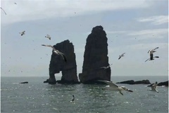 鸟类
