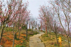 登山台阶