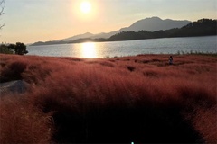 花海