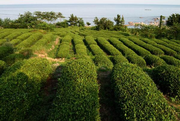 崂山绿茶 崂山绿茶种植地