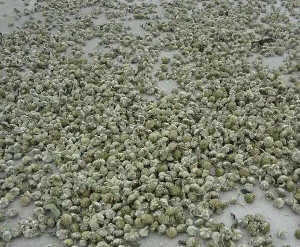 山桠皮 遂昌特产山桠皮