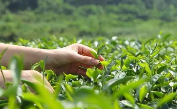 春来早 采摘茶叶