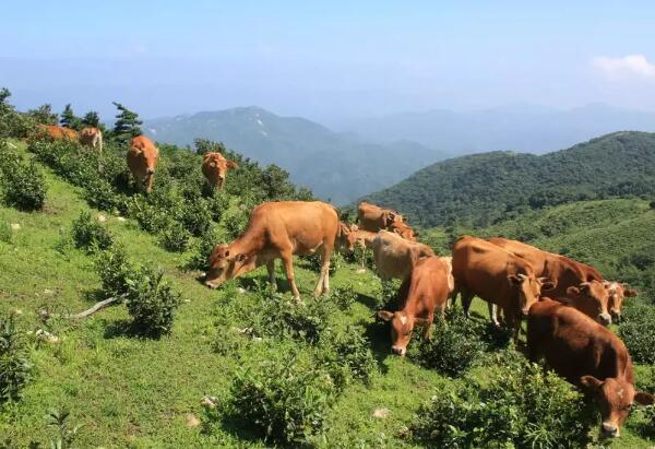 高山小黄牛 在山上吃草的小黄牛