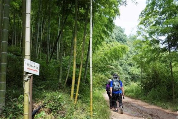 穿越贡茶古道,探寻千年茶文化的山林秘径 贡茶古道