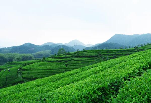 云峰茶 磐安云峰茶茶园