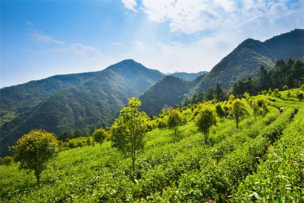探秘临安龙门秘境,高山野茶的诗意之旅 茶园