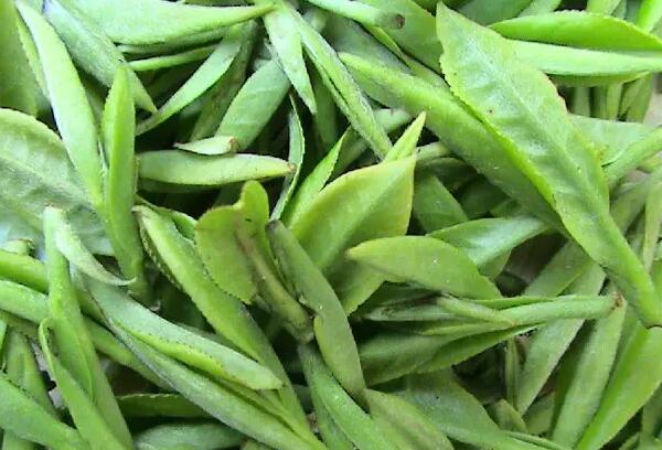 千岛玉叶 千岛玉叶茶叶