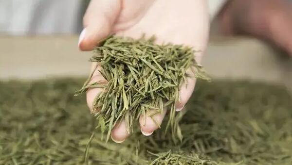 马剑茶 手捧马剑茶