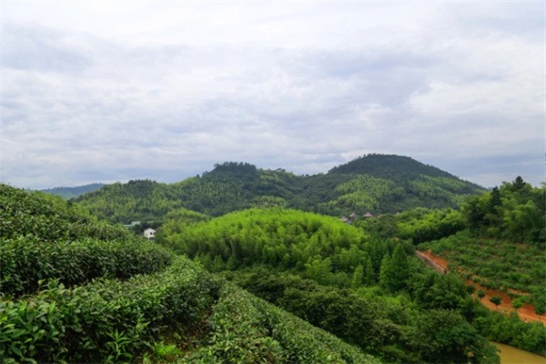 拾光凡尘——安吉竹海中的静谧栖息地 竹海