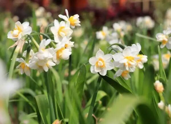 水仙 崇明水仙花