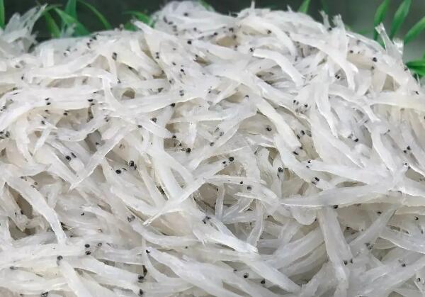 上海银鱼 上海银鱼