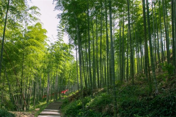 清凉竹海,梦幻仙境——浙江安吉大竹海景区游记 竹林