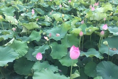 荷花池