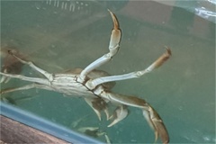 水产