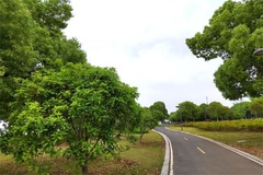 路边
