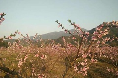 桃花源