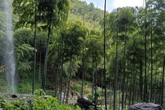 附近竹林