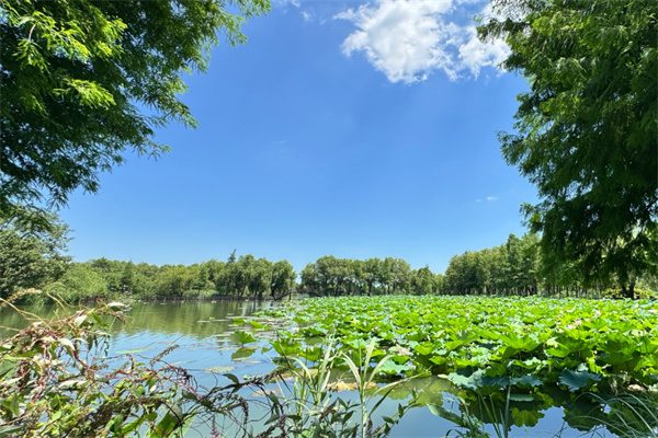 图影生态湿地:自然野趣与水韵风情的交融之地 夏天景色