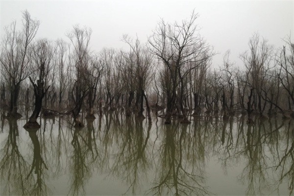 图影生态湿地:自然野趣与水韵风情的交融之地 水中树木