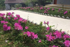 鲜花