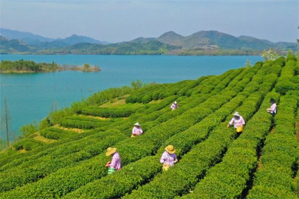 德清茶叶 德清茶园