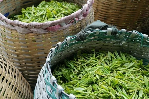 德清茶叶 莫干黄茶