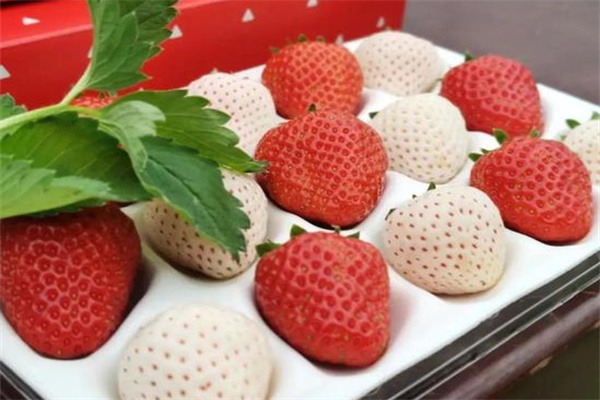 溧水草莓 红颜丰香草莓