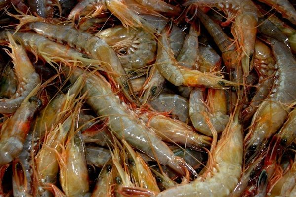 青虾 德清青虾