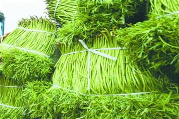 八卦洲芦蒿 八卦洲芦蒿