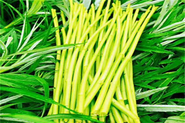八卦洲芦蒿 八卦洲芦蒿嫩茎