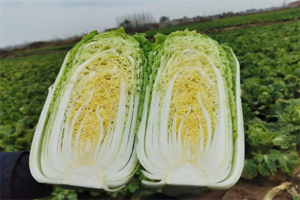 唐王大白菜 白菜芯