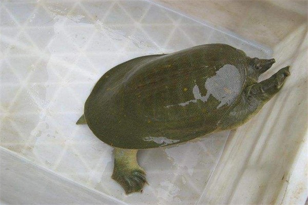 白云湖甲鱼 白云湖甲鱼