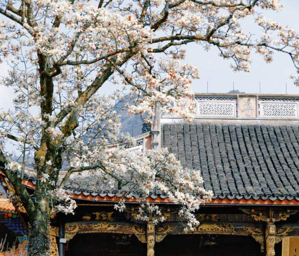 定格春光,镜头寻美 禅源寺