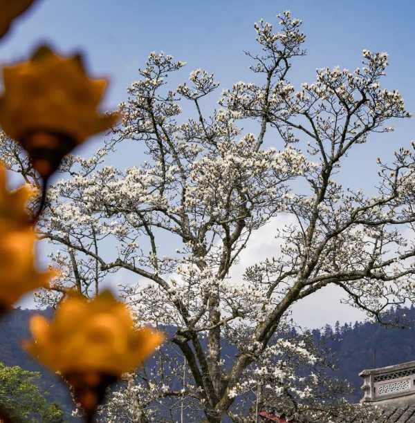 定格春光,镜头寻美 禅源寺的玉兰花