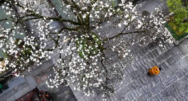 定格春光,镜头寻美 画中人