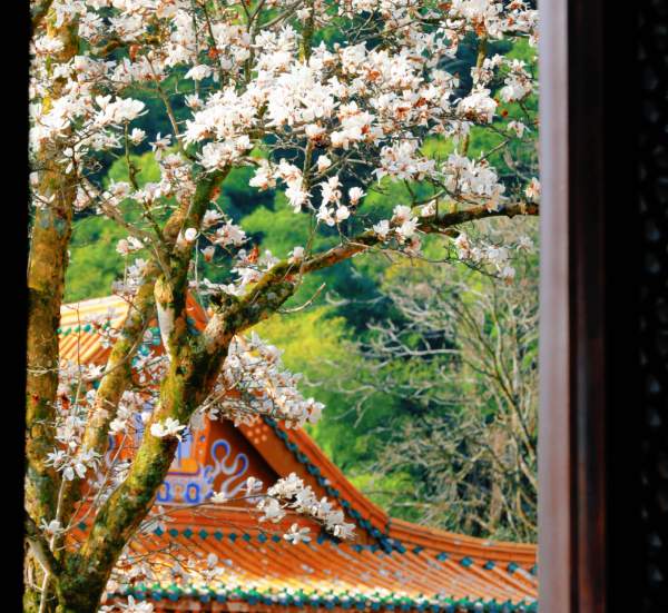 定格春光,镜头寻美 春日玉兰