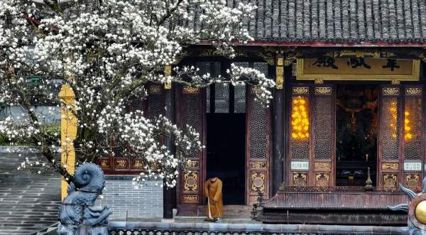 当“上头”的春日玉兰撞上千年古刹 古刹玉兰