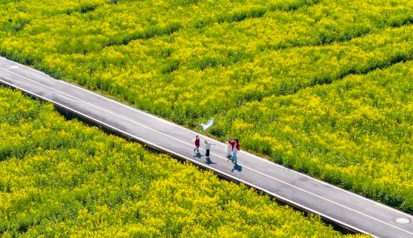金色花毯已就位,临安春天剧场开演! 龙岗小学油菜花