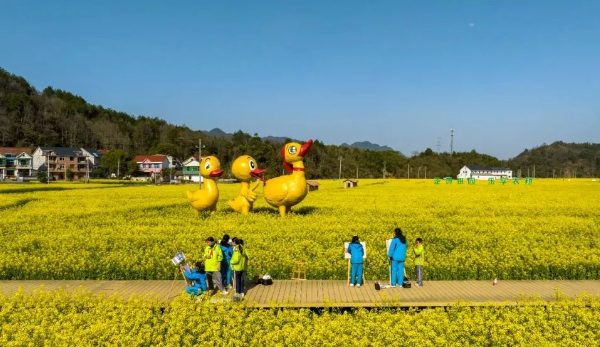 金色花毯已就位,临安春天剧场开演! 太阳镇油菜花