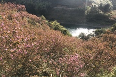 梅花