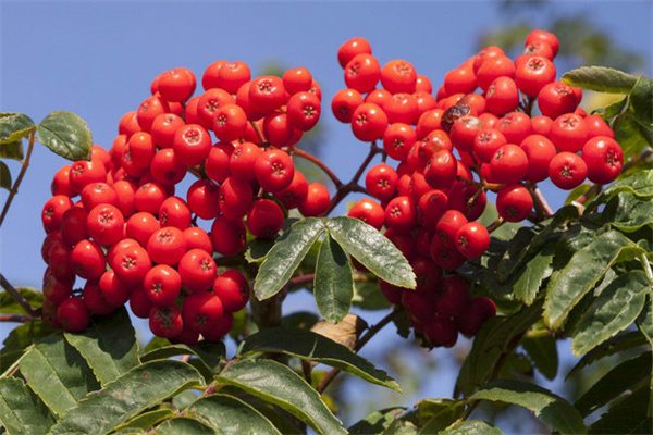 文祖花椒 新鲜的文祖花椒