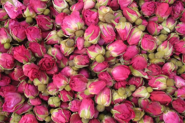 平阴玫瑰 平阴玫瑰花蕾