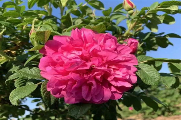 平阴玫瑰 平阴玫瑰