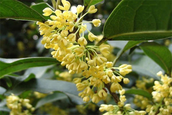 招贤桂花 招贤桂花