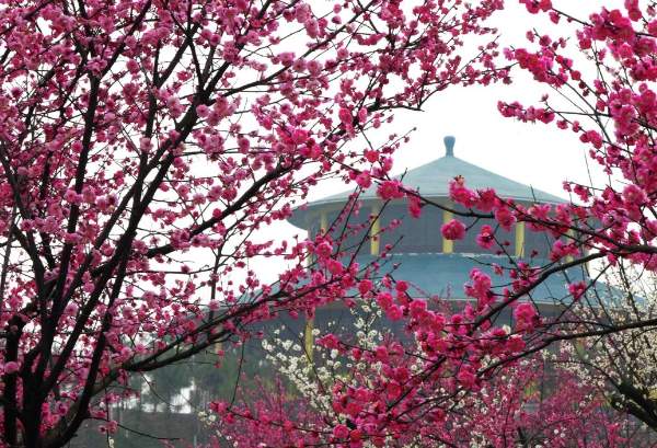快乐女神节,就来百草原 梅花园