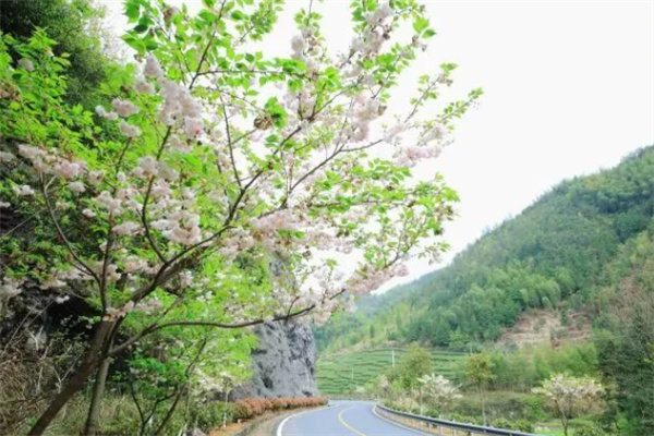 樱花盛宴:邂逅磐安樱花谷的最美春天 景观公路