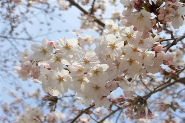 樱花盛宴:邂逅磐安樱花谷的最美春天 樱花